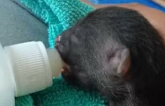 I adopted a pathetic-looking puppy – two months later I realized it wasn't a dog, but an animal that belongs in a zoo | The Sun