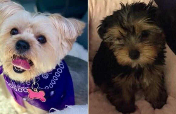 I bought a '£2k purebred morkie puppy' – but I was baffled when it grew up to be something totally different | The Sun