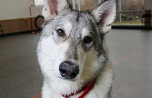 I rescued a dog from a shelter – he's a good boy, but I got a shock after finding out he’s part wild animal | The Sun