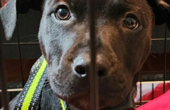 I thought I adopted a Labrador Rottweiler mix – Im rehoming him