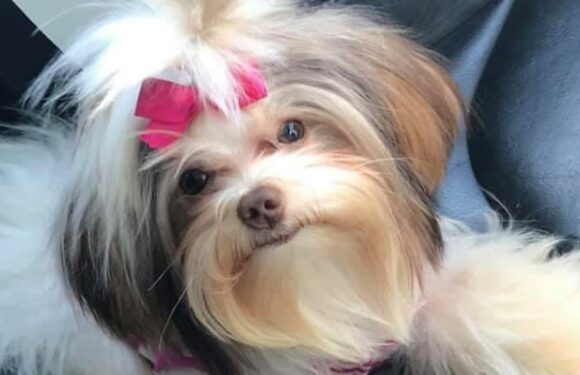 I took my adorable long-haired dog to the groomers but was horrified when she came back looking like Sid from Ice Age | The Sun