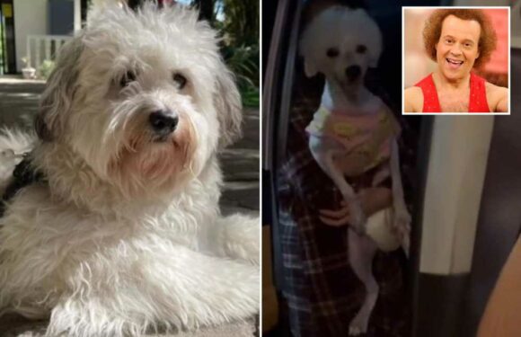 I took my dog to the groomer & I think they gave me the wrong pet back – he looks like Richard Simmons now | The Sun