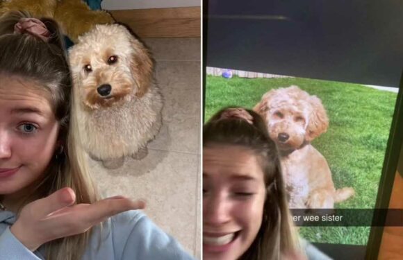 I took my dog to the groomer & now he looks like a dragon from The NeverEnding Story… she's completely different | The Sun