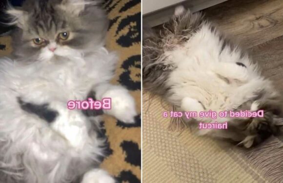 I tried grooming my pet cat – but it didn't go to plan & it's one of the worst haircuts in history | The Sun