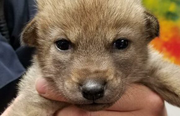 I tried to save a cute puppy I found abandoned – but he became quite the attraction when I realized he was no pet | The Sun