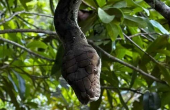 I was left covered in blood after trying to film vicious 8ft PYTHON – snake handlers say I’m stupid for getting so close | The Sun