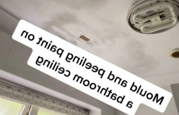 I’m a pro decorator and have an easy way to sort mould on ceilings, it’s all about buying the right paint | The Sun