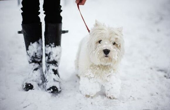 Is it too cold to walk my dog today?
