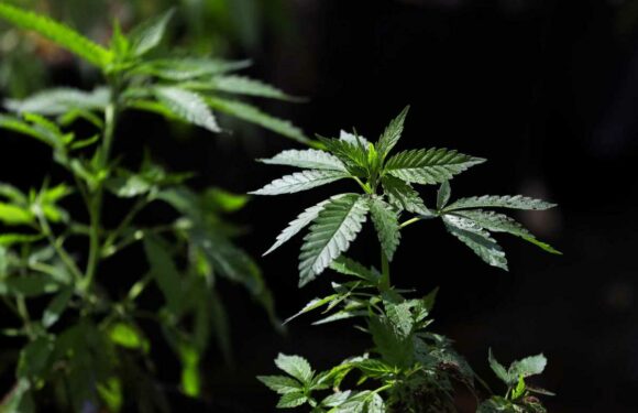 Is weed legal in Greece? | The Sun