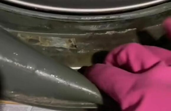 I'm a cleaning pro and here's how to get rid of mould in your washing machine – it works every time | The Sun