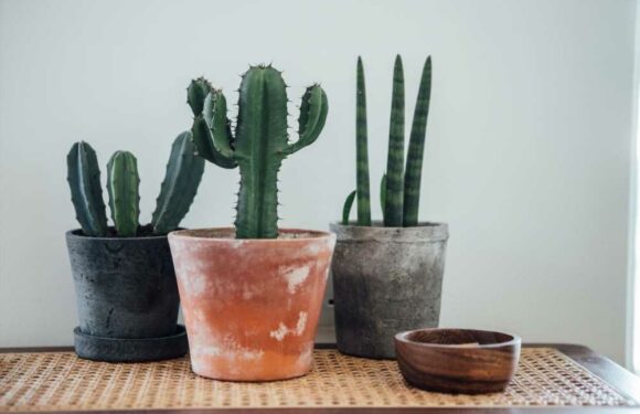 I'm a gardening expert and these four houseplants are perfect if you're a plant killer – they can survive anything | The Sun