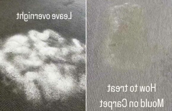 I'm a pro cleaner – how to get rid of mould on carpets & why you should NEVER reach for the bleach | The Sun
