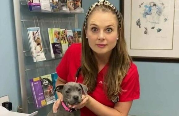 I'm a vet & a puppy owner tried telling me she'd bought Silver Labradors – one look & it’s clear she's been mugged off | The Sun