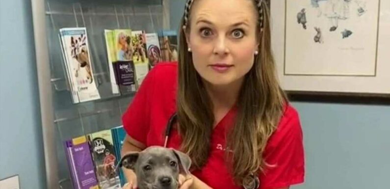 I'm a vet & a puppy owner tried telling me she'd bought Silver Labradors – one look & it’s clear she's been mugged off | The Sun