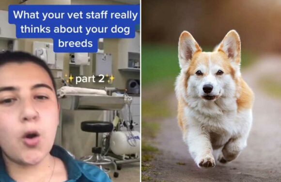 I'm a vet – what we REALLY think of your dog breed & why German Shepherds always make us nervous | The Sun
