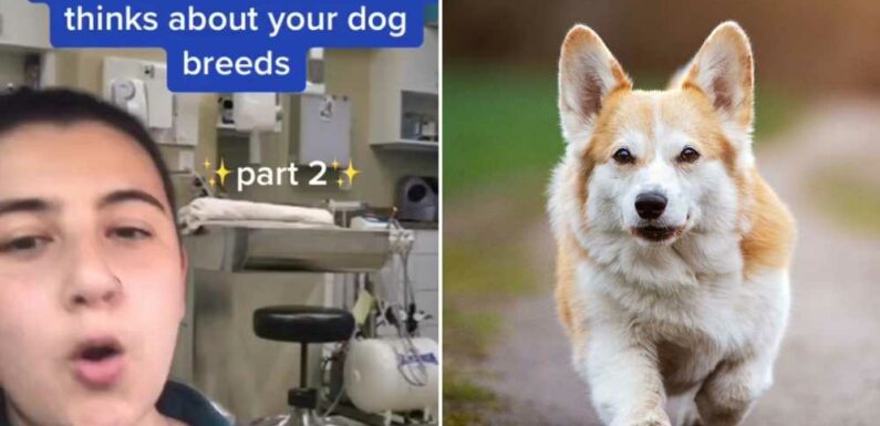 I'm a vet – what we REALLY think of your dog breed & why German Shepherds always make us nervous | The Sun