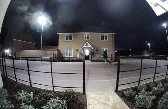 Moment yob kicks his dog so viciously that it helps in pain