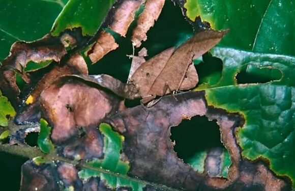 Only players with eagle eyes can find grasshopper in the leaves within 5 seconds