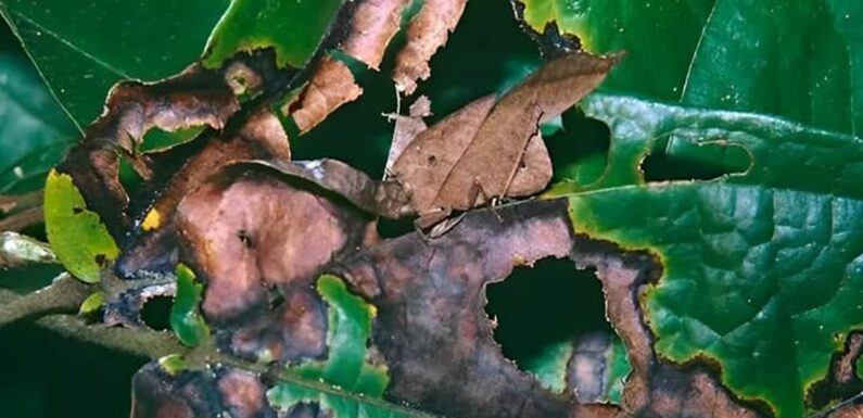 Only players with eagle eyes can find grasshopper in the leaves within 5 seconds
