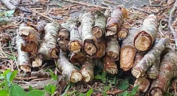 People with high IQ scores can spot moth among the sticks in just five seconds