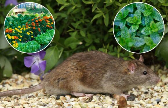 Pest expert reveals the five best plants to add to your garden to keep rats out and they're super cheap too | The Sun