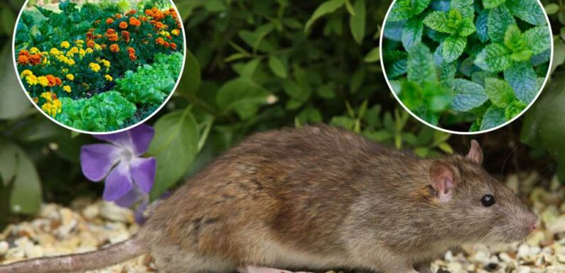 Pest expert reveals the five best plants to add to your garden to keep rats out and they're super cheap too | The Sun