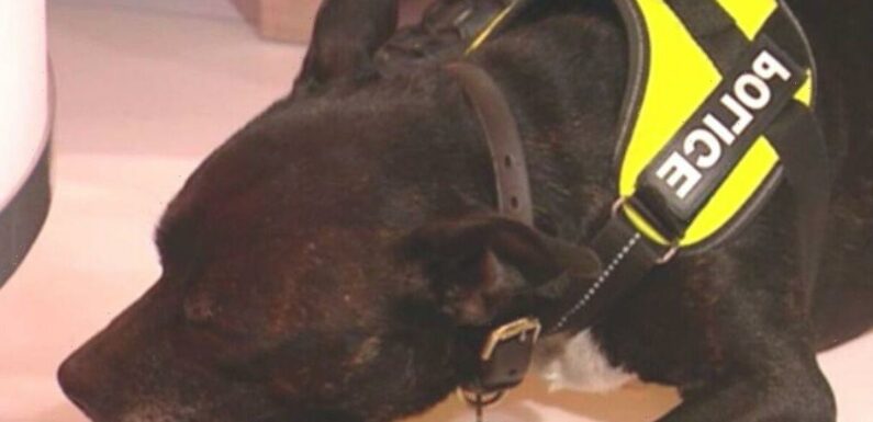 Police dog steals the show as BBC Breakfast fans praise pooch