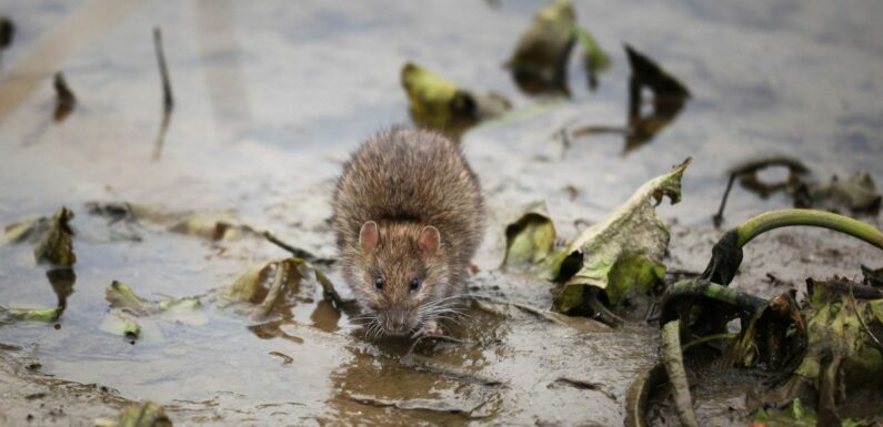 Rats ‘as big as cats’ plague UK seaside town and scare locals at tourist hotspot