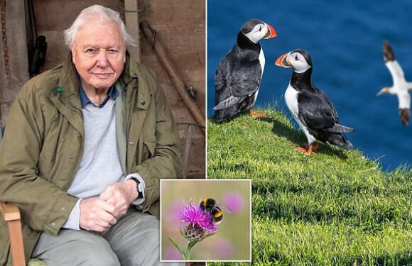 SARAH VINE: Attenborough and wildlife prove they're national treasures