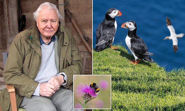 SARAH VINE: Attenborough and wildlife prove they're national treasures
