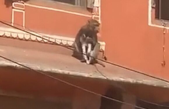 Shocking moment monkey kidnaps a DOG and leaps across rooftops with it