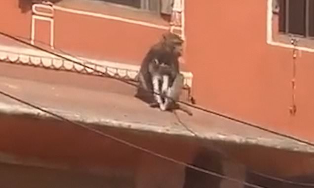 Shocking moment monkey kidnaps a DOG and leaps across rooftops with it