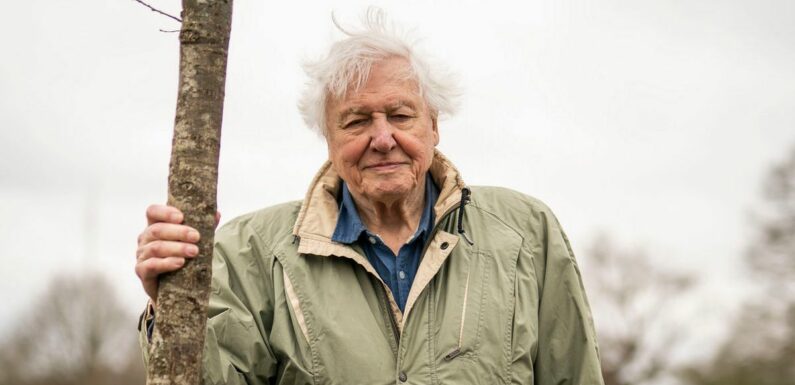 Sir David Attenborough plants tree to open woodland in honour of late Queen
