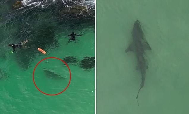 Tense moment shark swims underneath spear fishermen at popular beach