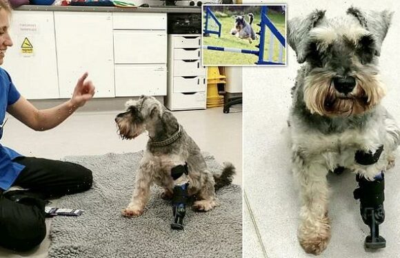 Three-legged dog can enjoy walkies again with new prosthetic paw