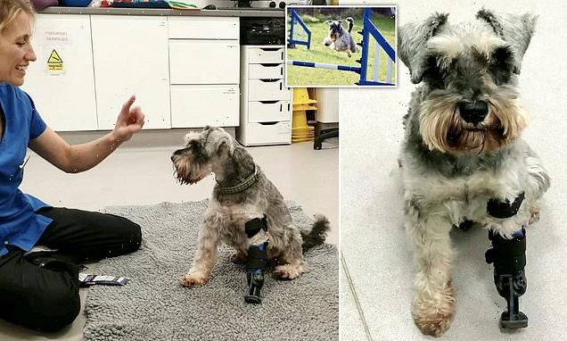 Three-legged dog can enjoy walkies again with new prosthetic paw