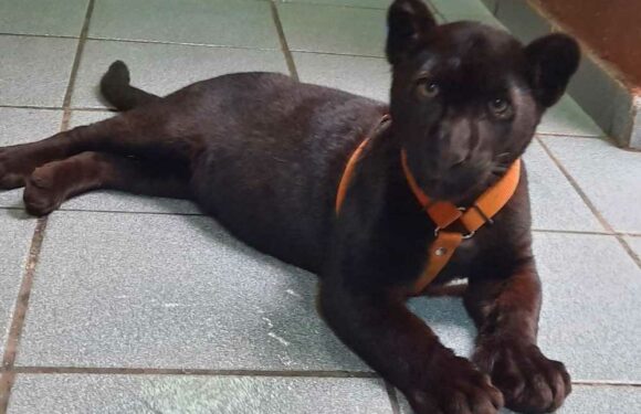 Watch moment woman takes her pet JAGUAR cub shopping on a lead and drags it across the road sparking cruelty probe | The Sun