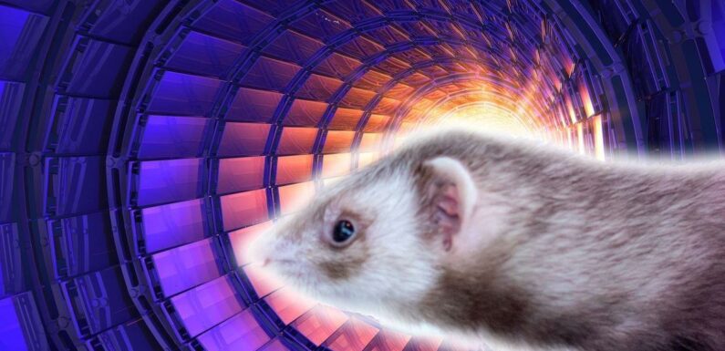 Weasel broke Hadron Collider and sent Earth to alternate reality, theory claims