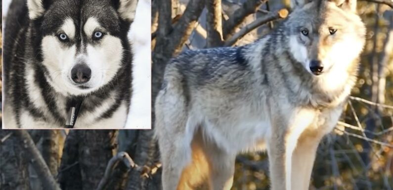 Woman Who Mistakenly Hunted & Killed A HUSKY Gets Slap On The Wrist!