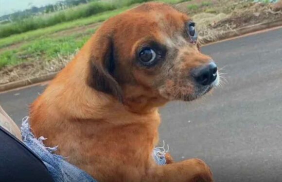 Woman takes truly horrifying revenge after her neighbour’s dog wouldn’t stop barking | The Sun