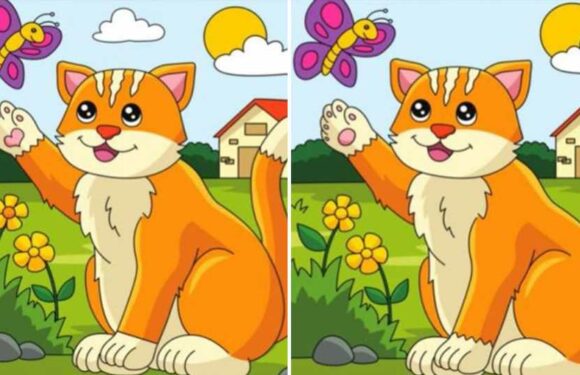 You have the eyes of a hawk if you can spot the five differences between these cat pictures in under 10 seconds | The Sun