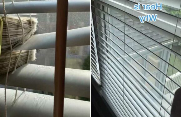 You’ve been dusting your blinds all wrong – there’s a really simple way to do it | The Sun