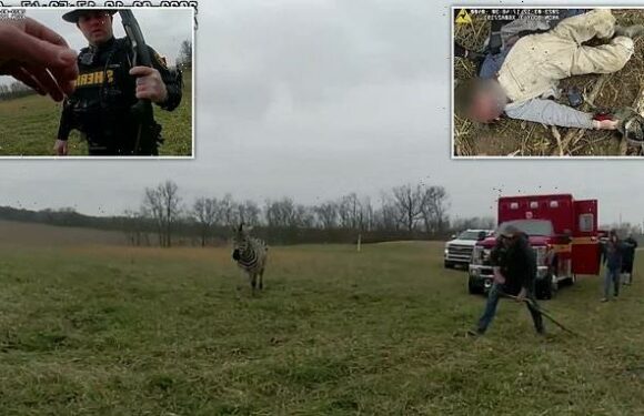 Zebra bites, injures owner's arm before it's fatally shot