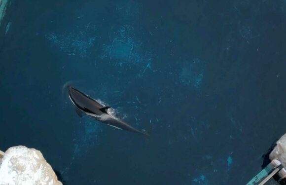 'World's loneliest orca' Kiska dies aged 47 after living alone for decades in 'torturous' tiny tank | The Sun