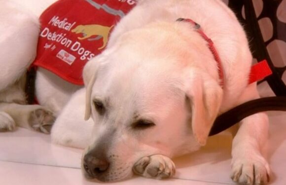 BBC Breakfast viewers distracted by Labrador that steals the show