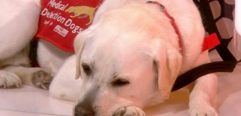 BBC Breakfast viewers distracted by Labrador that steals the show