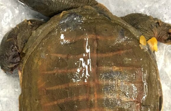 Box of dead turtles among tonnes of products found in biosecurity haul