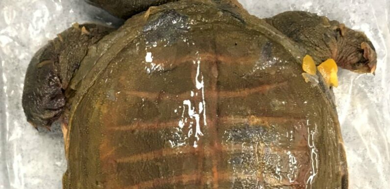 Box of dead turtles among tonnes of products found in biosecurity haul