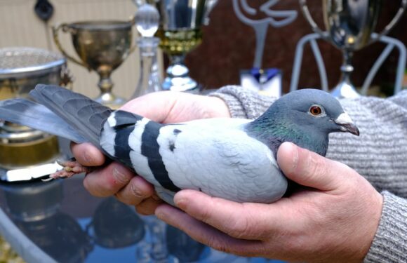 British pigeon called ‘Miss Platinum’ has people around the world bidding £50k for her