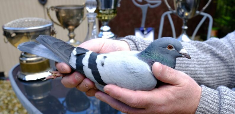 British pigeon called ‘Miss Platinum’ has people around the world bidding £50k for her